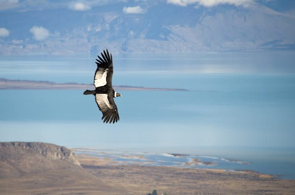 9 creatures to look out for when traveling in Patagonia