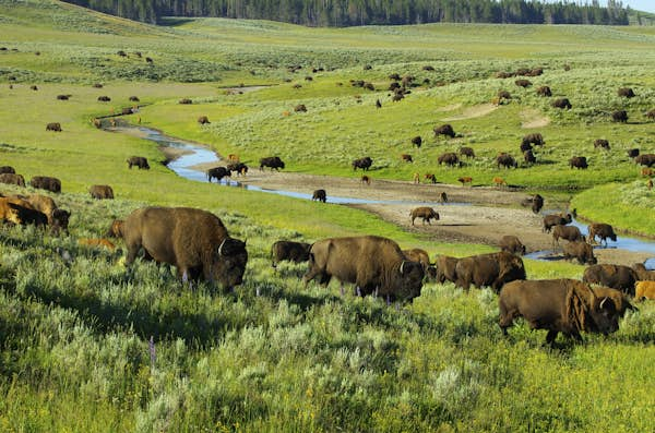 A first-time guide to Yellowstone National Park