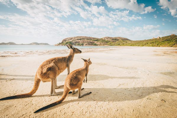 The cutest animals in Australia and where to find them